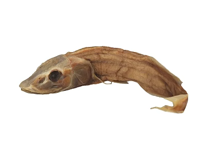 Whole Dried Fish Specimen Showing Natural Preservation And Body Structure 3d model
