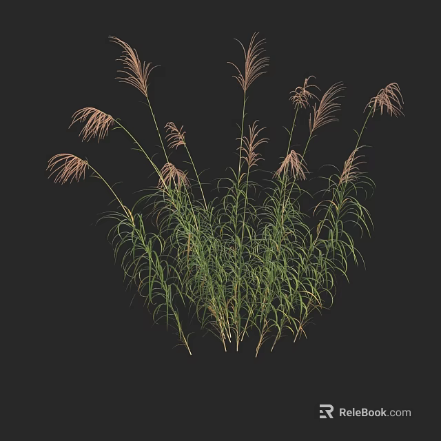 Herbaceous Plants With Slender Leaves And Pink Feathery Plumes On Black Background 3d model 