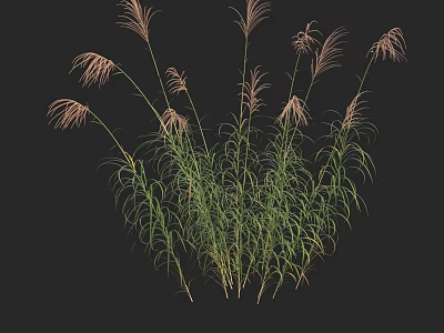 Herbaceous Plants With Slender Leaves And Pink Feathery Plumes On Black Background 3d model