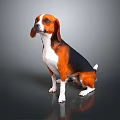 Brown White and Black Beagle Dog Sitting on Smooth Black Surface with Gray Gradient Background