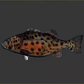 Vibrant Red And Black Spotted Aquatic Fish With Detailed Scales And Shiny Body