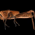 Brown Grasshopper Detailed Body Structure With Natural Texture On Black Background 3d model