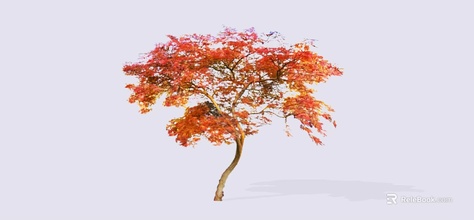 Ornamental Arbor Tree With Red Orange Leaves And Curved Trunk On White Background 3d model 