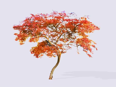 Ornamental Arbor Tree With Red Orange Leaves And Curved Trunk On White Background 3d model