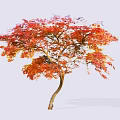 Ornamental Arbor Tree With Red Orange Leaves And Curved Trunk On White Background