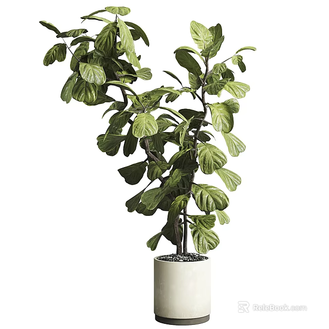 Bonsai Potted Plant with Large Green Leaves in White Ceramic Pot 3d model 