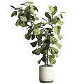 Bonsai Potted Plant with Large Green Leaves in White Ceramic Pot