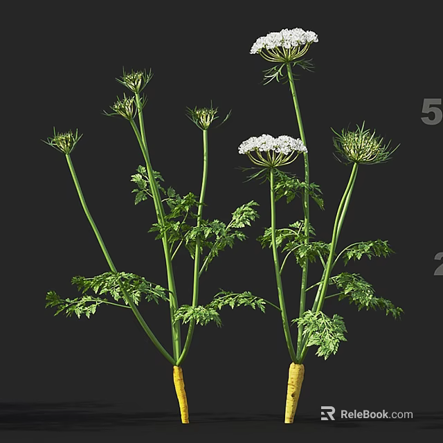 Fresh Carrot Plant With Green Stems Fresh Leaves And White Flowers On Black Background 3d model 