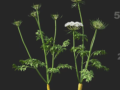 Fresh Carrot Plant With Green Stems Fresh Leaves And White Flowers On Black Background 3d model