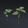 Arbor Saplings with Fresh Green Leaves and Slender Stems on Dark Background 3d model