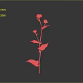 Tall Slender Plant With Pink Flowers And Green Leaves On Gray Background