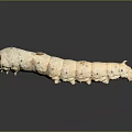 Light Colored Caterpillar With Segmented Body And Orange Spotted Head On Dark Background 3d model