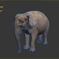 Brown Elephant Standing On Reflective Surface With Dark Gradient Background 3d model