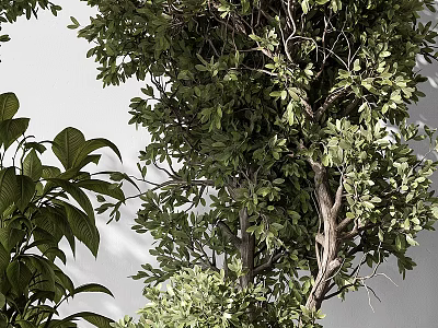 Bonsai Potted Plant with Lush Foliage Against White Wall Background and Other Green Leaves Nearby 3d model