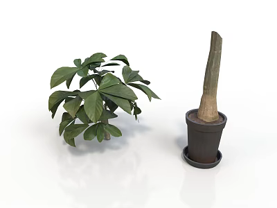 Indoor Green Leafy Plant And Potted Stem Plant In Simple Containers 3d model