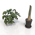 Indoor Green Leafy Plant And Potted Stem Plant In Simple Containers