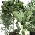 Assorted Green Potted Plants With Broad And Slender Leaves In Terracotta And Black Pots