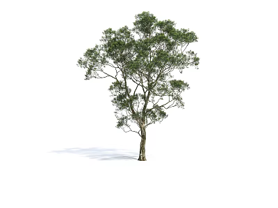 Tall Green Leaf Arbor With Lush Foliage And Brown Trunk Isolated On White Background 3d model