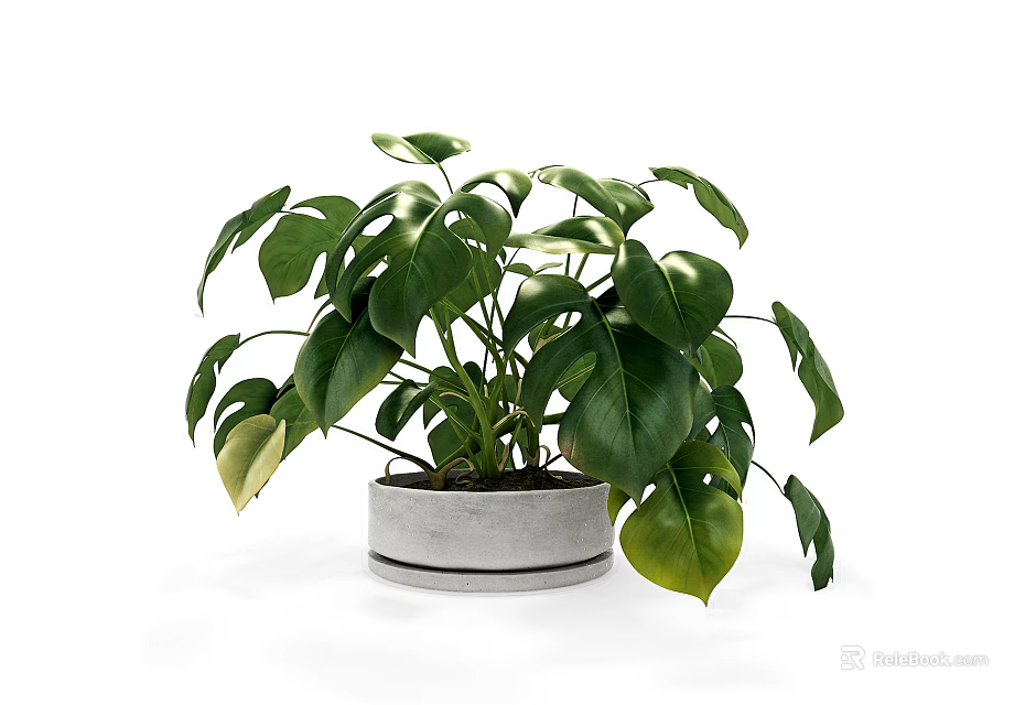 Beautiful Bonsai Potted Plant with Large Green Leaves in Gray Concrete Pot 3d model 