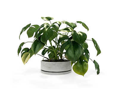 Beautiful Bonsai Potted Plant with Large Green Leaves in Gray Concrete Pot 3d model