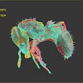 Detailed Close Up Of Brown Ant Showing Legs Antennae On Dark Reflective Background
