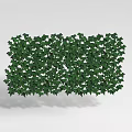 Lush Green Ivy Vines Forming Decorative Plant Screen With Dense Leaves