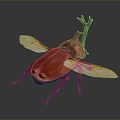 Modern Beetle Beetle Dung Beetles 3d model