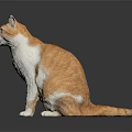 Orange and white cat sitting on shiny surface with dark background