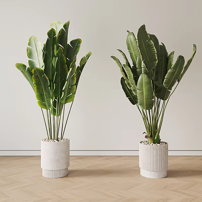 Large Leaf Indoor Potted Plants In Textured White Pots On Wooden Floor Against Light Wall 3d model