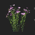 Delicate Purple and Pink Flowers with Green Stems and Leaves on Black Background