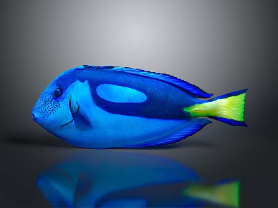 Vibrant Blue Tang Fish With Blue Body Yellow Tail And Reflection On Gray Background 3d model