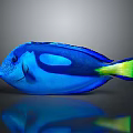 Vibrant Blue Tang Fish With Blue Body Yellow Tail And Reflection On Gray Background
