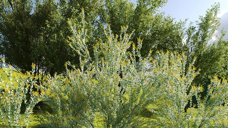 Green Leaf Shrub With Yellow Flowers Growing In Outdoor Area Surrounded By Trees 3d model 