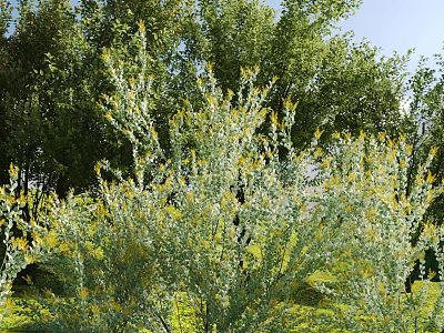 Green Leaf Shrub With Yellow Flowers Growing In Outdoor Area Surrounded By Trees 3d model
