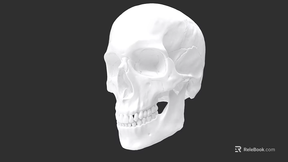 Detailed White Human Skull Sculpture Artistic Carving Design And Craftsmanship 3d model 