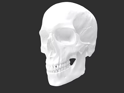 Detailed White Human Skull Sculpture Artistic Carving Design And Craftsmanship 3d model