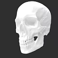 Detailed White Human Skull Sculpture Artistic Carving Design And Craftsmanship