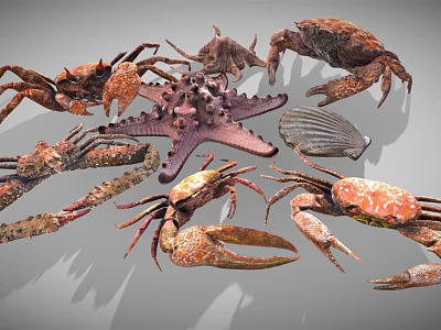 Diverse Collection Of Marine Animals Featuring Crabs Starfish And Shells 3d model