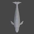 Realistic White Whale 3D Model With Smooth Surface On Black Background