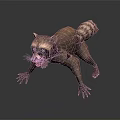 3D Raccoon Model In Aggressive Stance With Detailed Furry Texture And Open Mouth