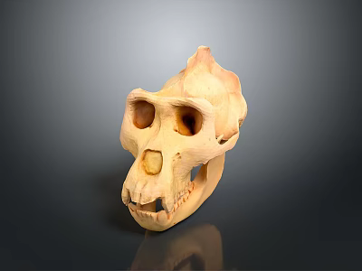 Medical Device Human Skull Model With Detailed Anatomical Structure For Medical Education And Training 3d model