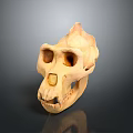 Medical Device Human Skull Model With Detailed Anatomical Structure For Medical Education And Training