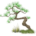 pine tree 3d model