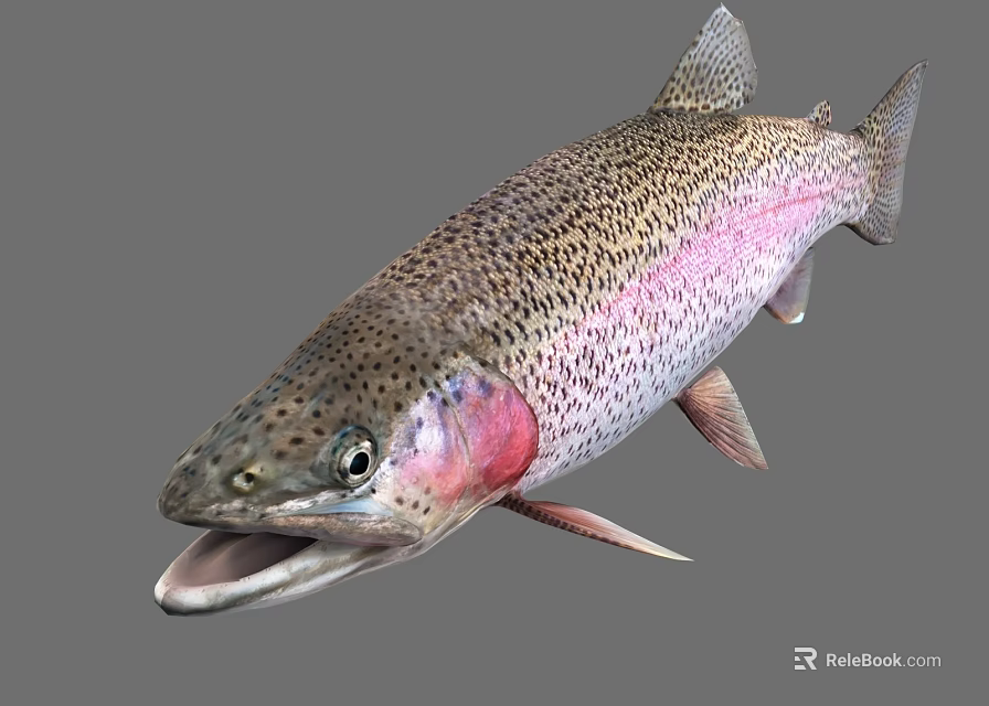 Vibrant Rainbow Trout Aquatic Animal With Colorful Scales Red Throat And Open Mouth 3d model 