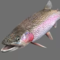 Vibrant Rainbow Trout Aquatic Animal With Colorful Scales Red Throat And Open Mouth