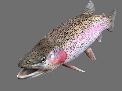 Vibrant Rainbow Trout Aquatic Animal With Colorful Scales Red Throat And Open Mouth 3d model