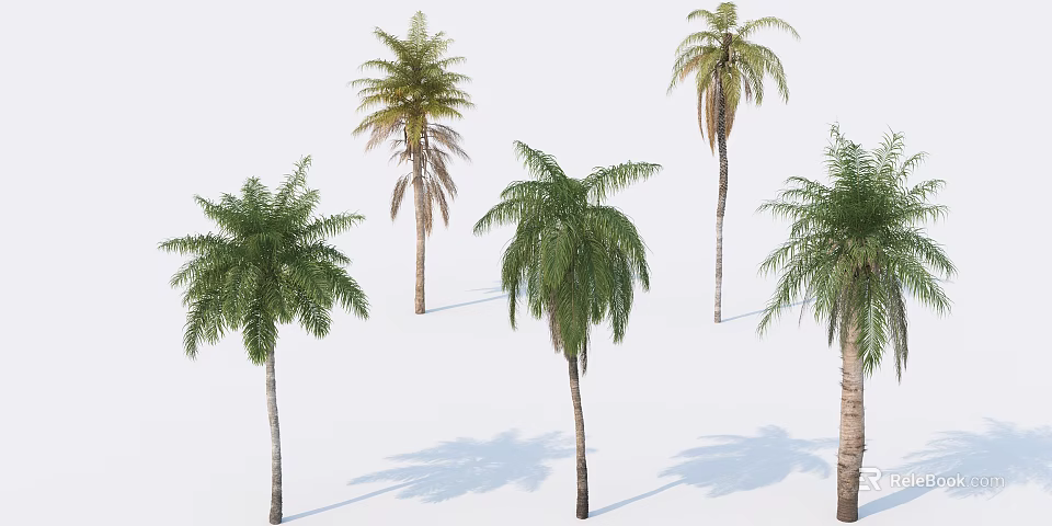 Palm Trees With Green And Some Yellowing Leaves Brown Trunks And Shadows On White Background 3d model 