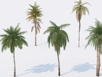 Palm Trees With Green And Some Yellowing Leaves Brown Trunks And Shadows On White Background 3d model