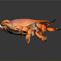 Vibrant Orange And Pink Crab With White Spots And Orange Claws On Dark Background