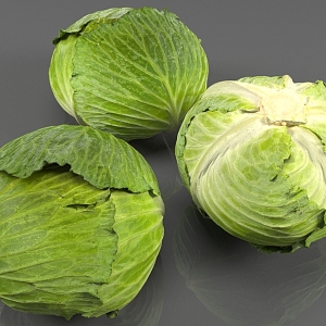 cabbage vegetables 3d model